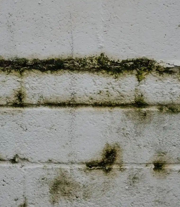 Close-up of green mold growth on an old wall