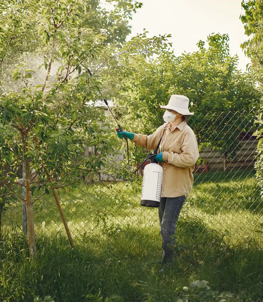 Pest control worker spraying a garden tree during a daytime visit