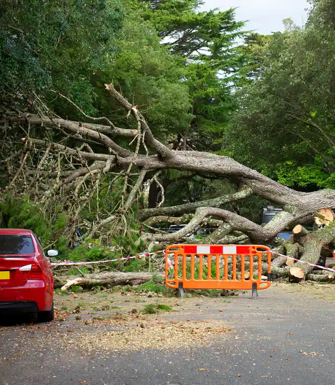 A large tree fallen across a road after a storm