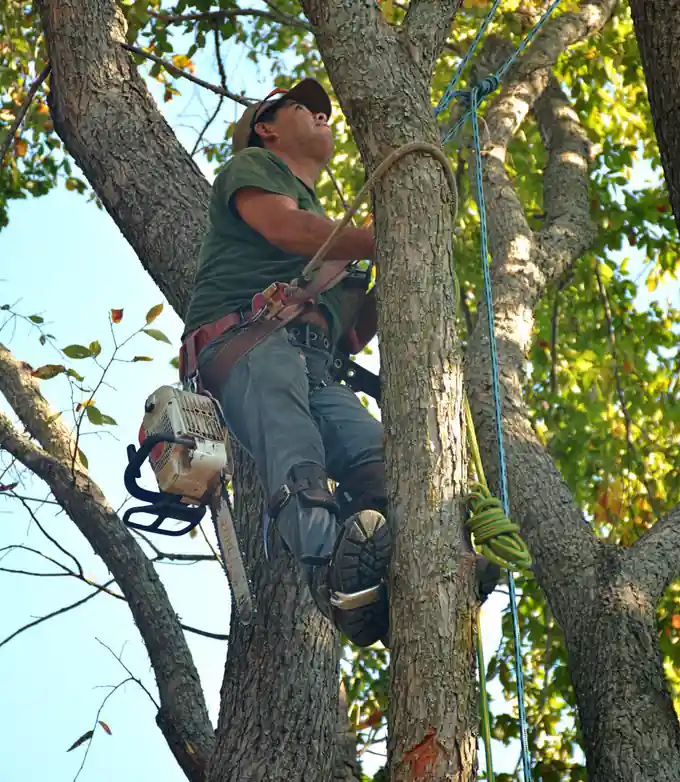 Arborist in safety gear climbing a tree with a chainsaw