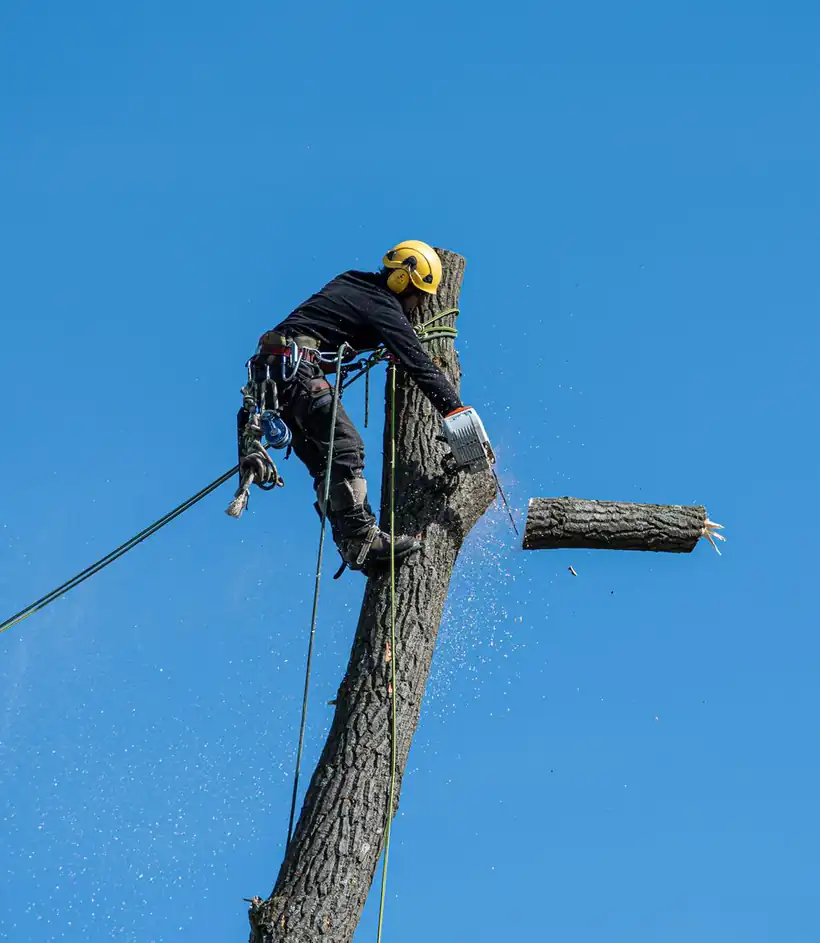 Arborist in safety gear cutting a tree with a chainsaw