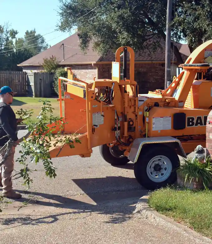 Worker feeding tree branches into a wood chipper