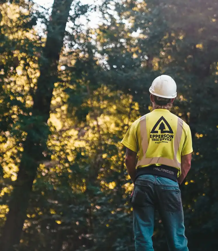 Tree-service worker in a hardhat and safety vest in a wooded area