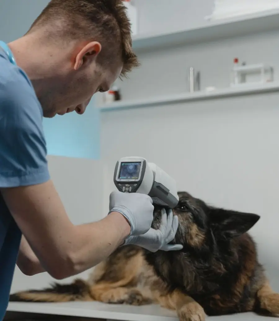 Veterinarian examining a German Shepherd during a daytime visit