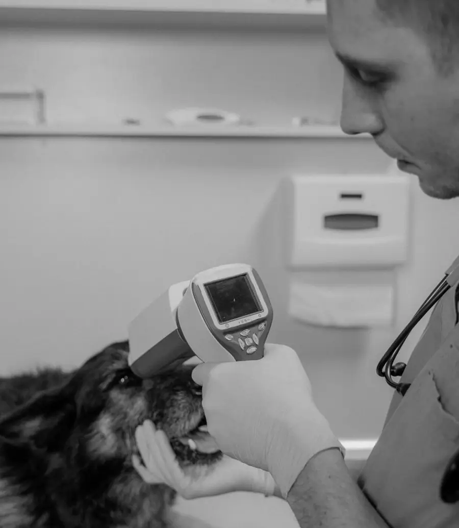Veterinarian checking a dog with a diagnostic tool in a clinic