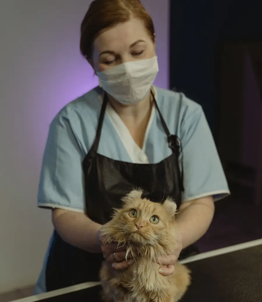Pet owner gently holding a fluffy cat