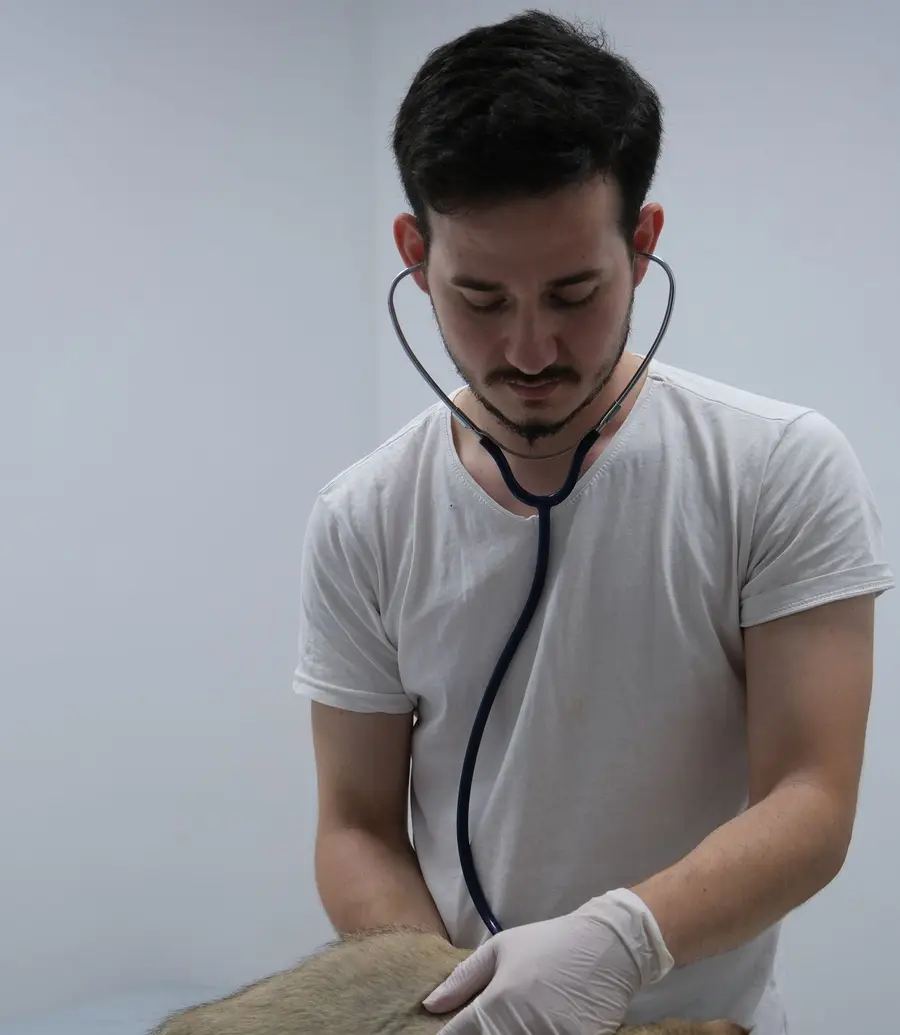 Veterinarian listening to a cat with a stethoscope