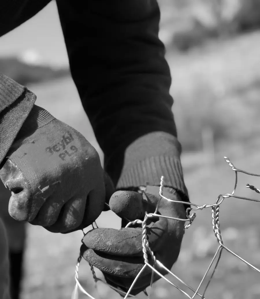 Close-up of gloved hands fixing a wire fence