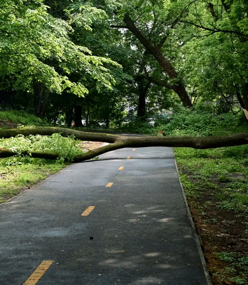 Large fallen tree blocking a shared path through a park