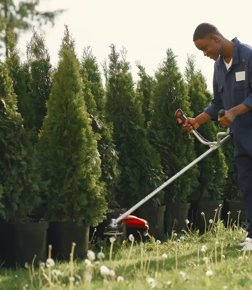 Landscaper trimming greenery with a grass cutter in a sunny garden