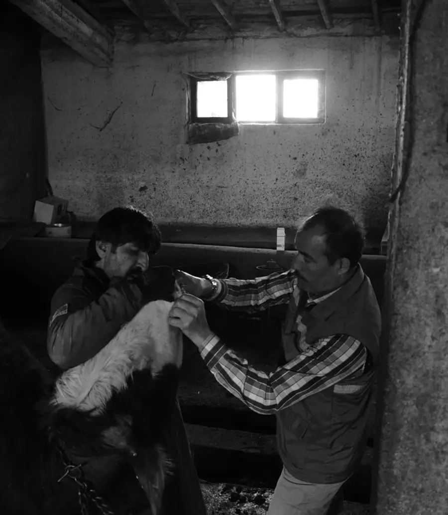 Veterinarian tending to an animal in low evening light