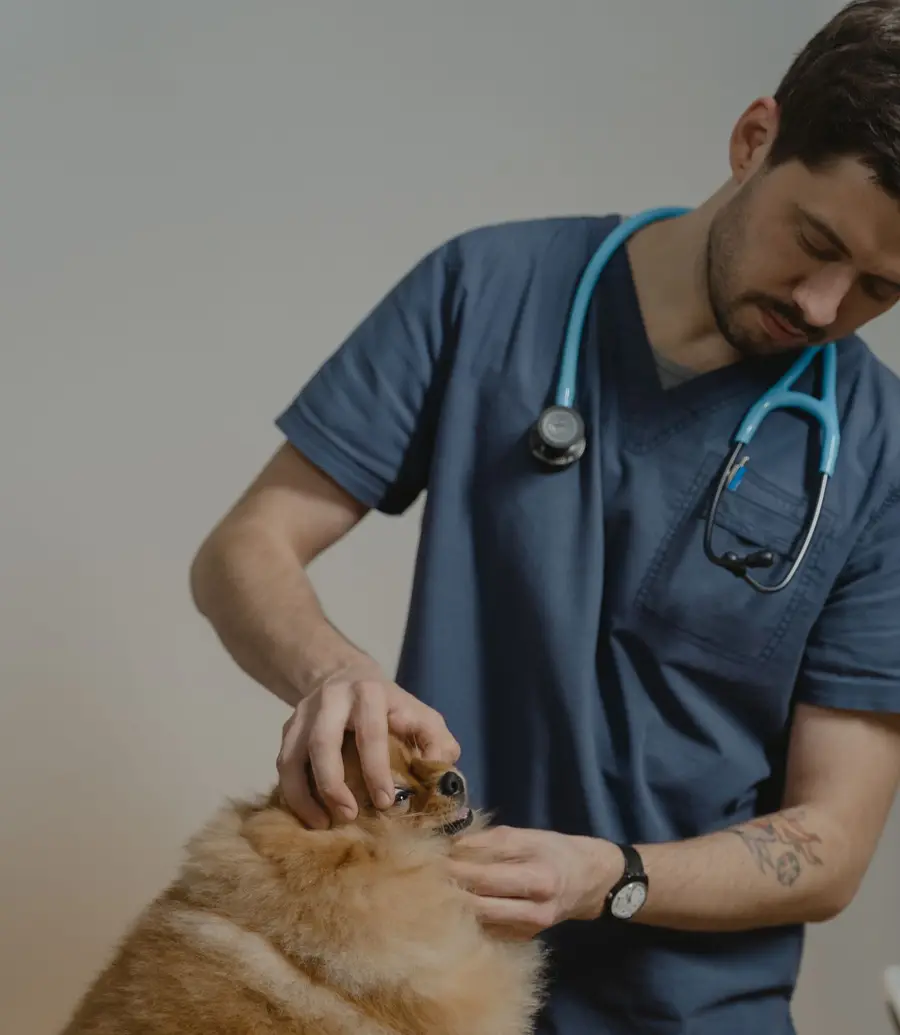 Mobile veterinarian on a house call with a pet owner