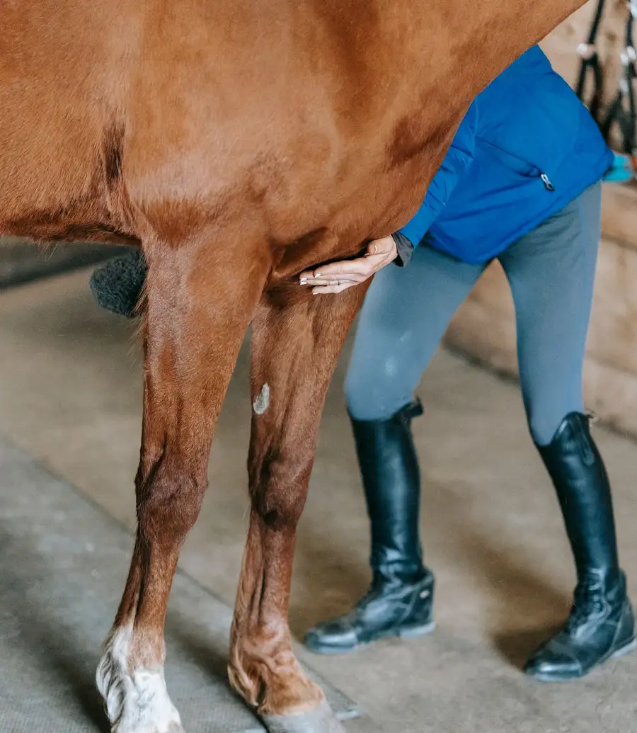 Mobile veterinarian examining a horse in a field