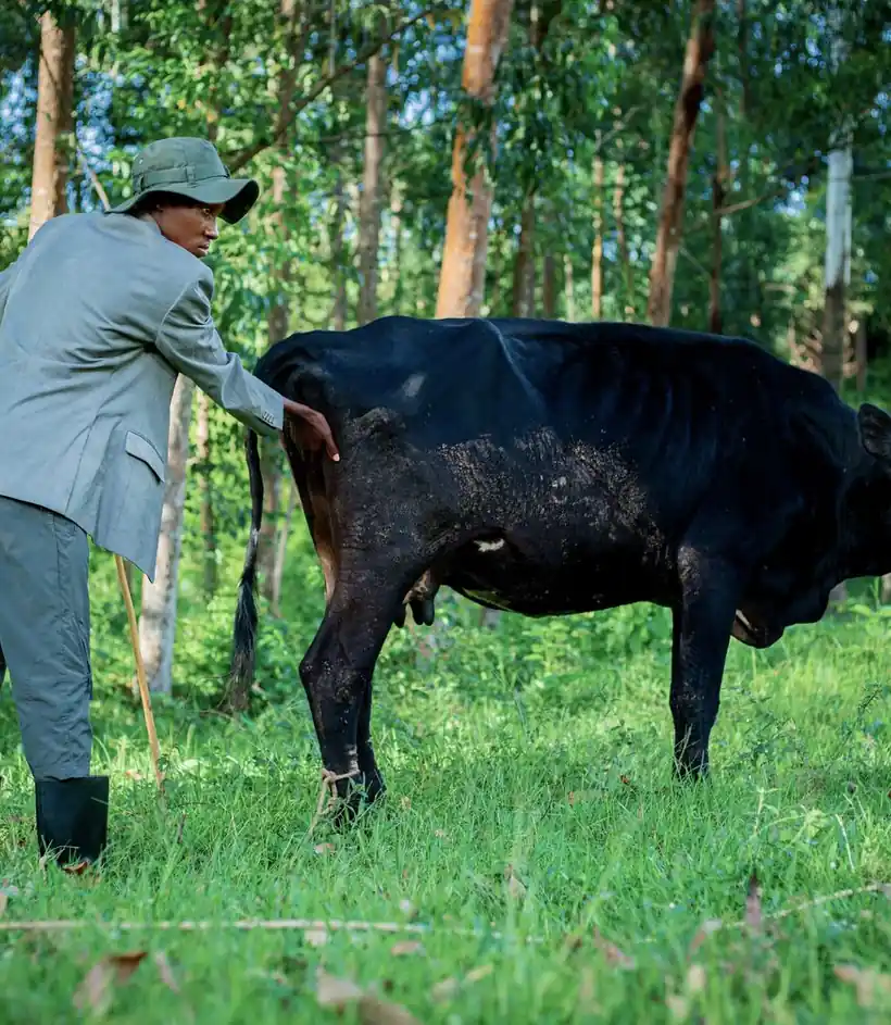 Veterinarian with a clipboard beside livestock