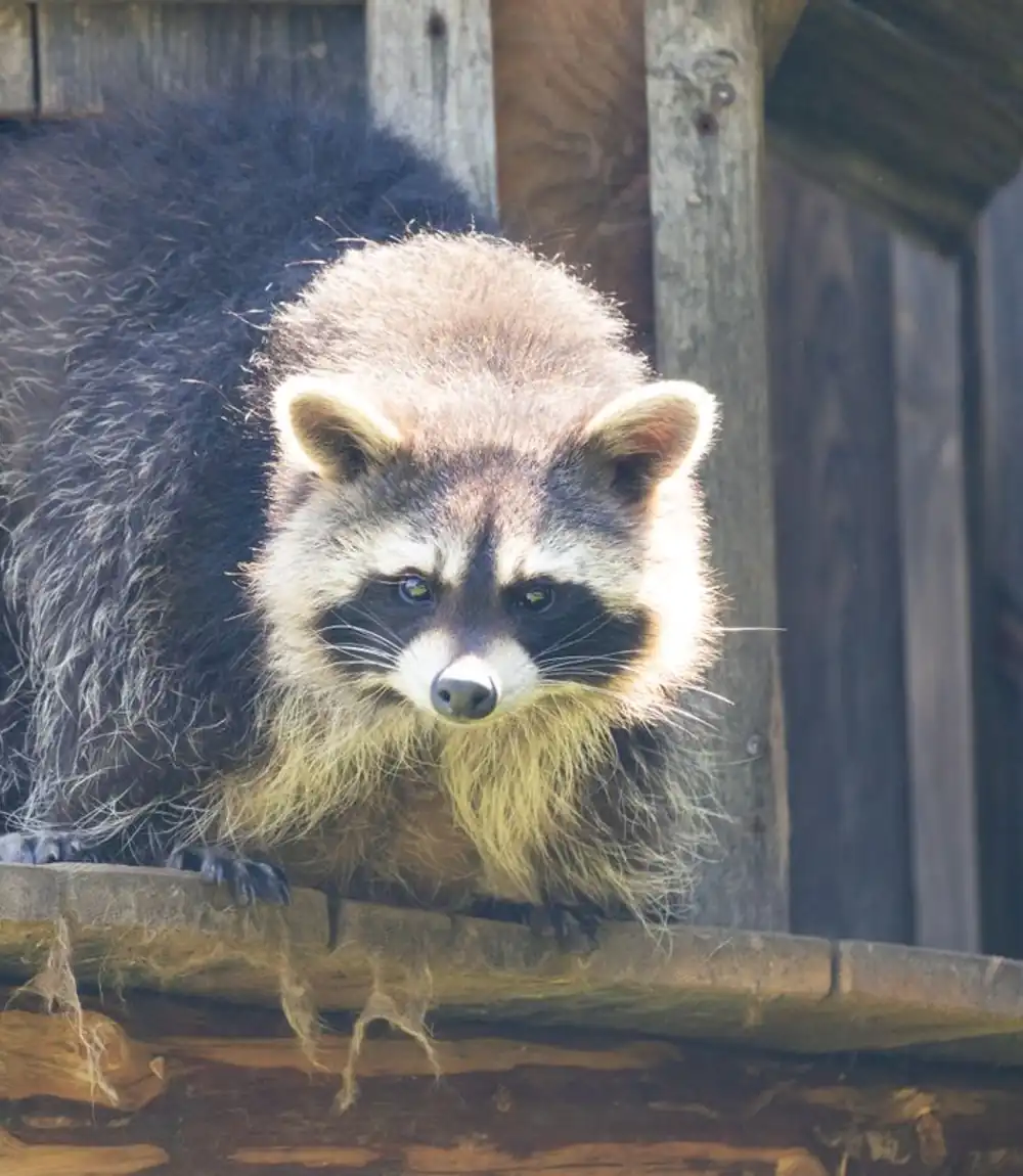 Raccoon emerging from an opening in a wooden structure