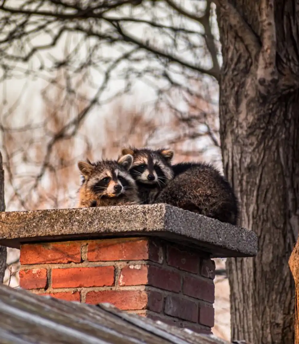Two raccoons resting on top of a brick chimney