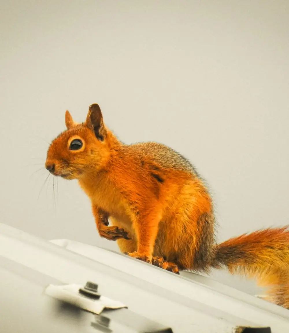 Squirrel perched on the edge of a rooftop gutter